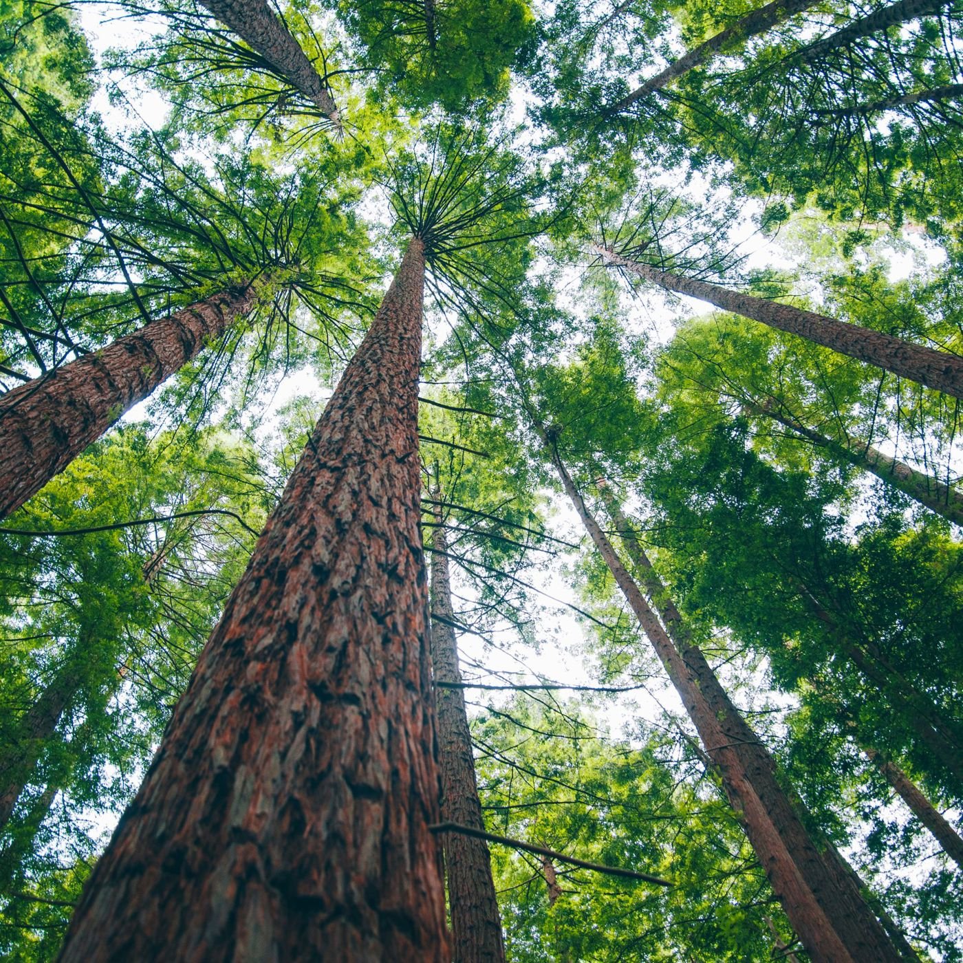 Australian trees