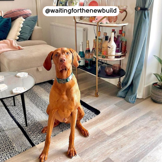 Lime Washed Oak KP99 herringbone floors in a living room with a dog; photo credit: @waitingforthenewbuild